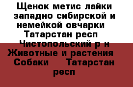 Щенок-метис лайки западно-сибирской и немейкой овчарки - Татарстан респ., Чистопольский р-н Животные и растения » Собаки   . Татарстан респ.